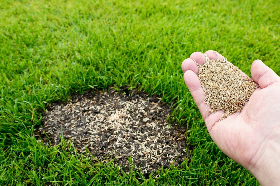 The Ultimate Guide to Choosing the Best Grass Seed