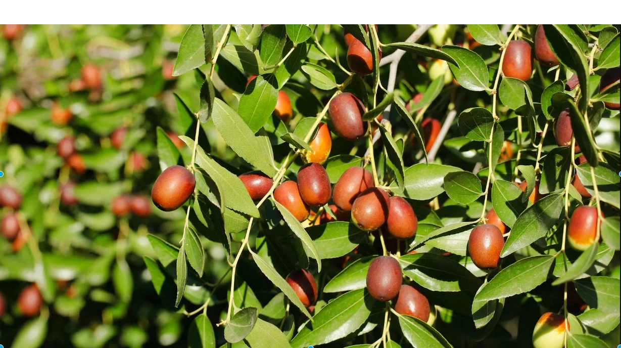 Žižole: Uncovering the Sweet Secrets of the Chinese Date