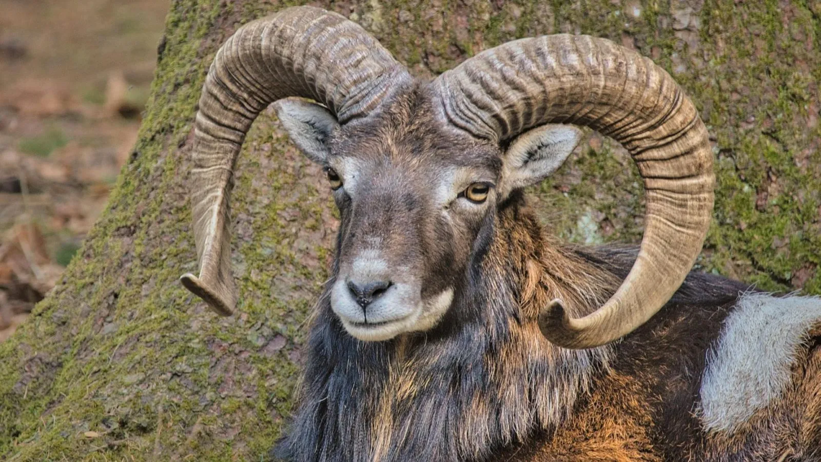 Features of Aries Zodiac Sign: The Bold and Ambitious Ram