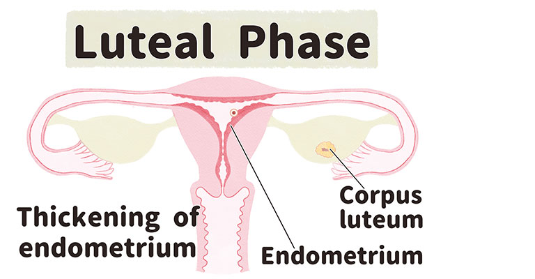 Understanding the Luteal Phase: A Complete Guide