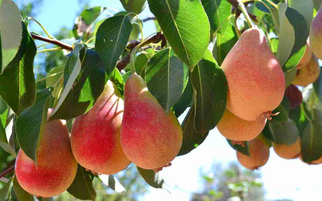 Navigator Pear: Your Guide to This Delicious Fruit