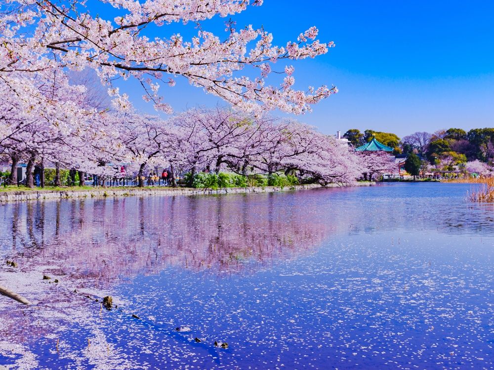 Flower Sea 2025: Your Ultimate Guide to Blooming Spectacles