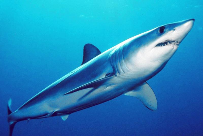 101 Amazing Shark Facts: Exploring the Deep Blue’s Top Predators