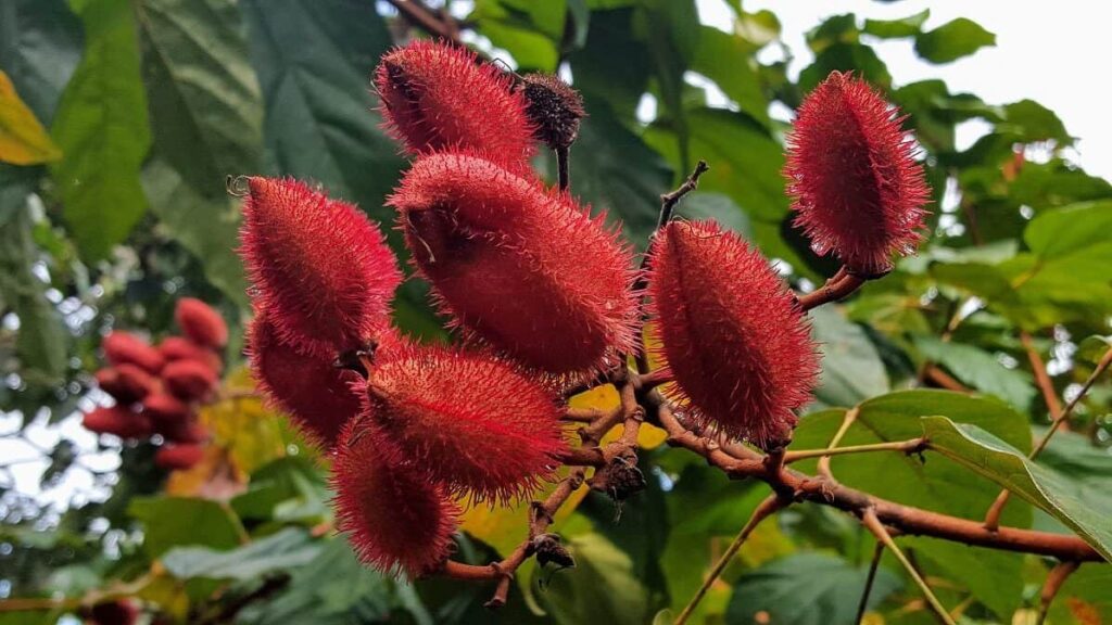 What Is Annatto Color and Why Is It in Your Food?