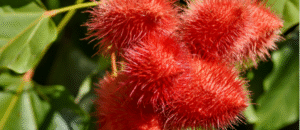 What Is Annatto Color and Why Is It in Your Food?